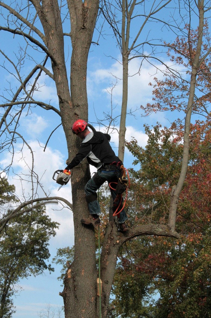 man-tree-cutting tree, emerald ash borer, limbing, chainsaw, disease, trimming, tree service, trunk, ash, arborist, woodsman, tree trimming, lumberjack, safety gear, branch, cut, cutting, climb, balance, tree service, arborist, arborist, arborist, arborist, arborist