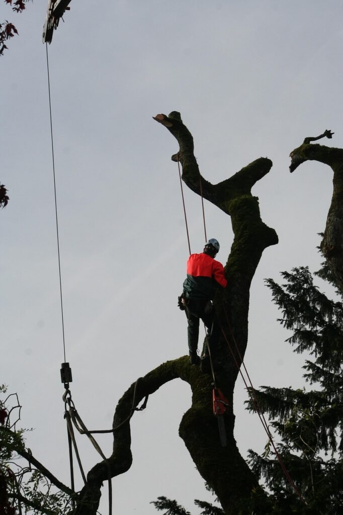 Cutting down branches Worker up in a tree with equimpment cutting down branches