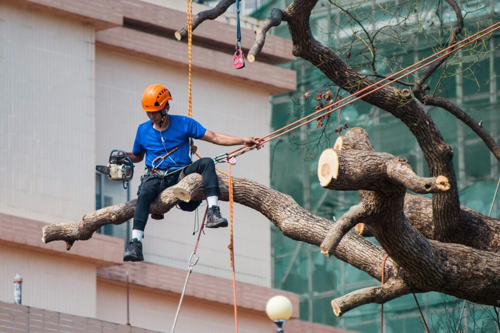 Tree worker using a chainsaw to prune branches while secured with equipment