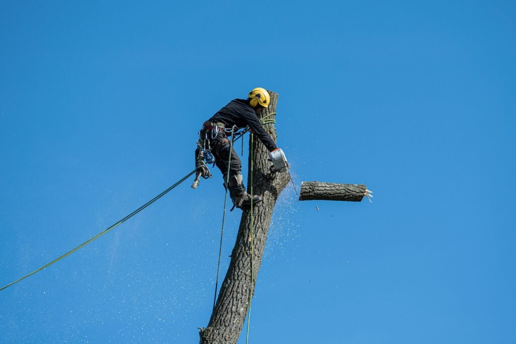 Cutting a tree in blue sky A skilled arborist wearing safety gear cuting a tree with a chainsaw against a clear blue sky.